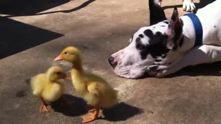 Great Dane and 200lb Mastiff play with baby ducks