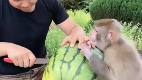 A man and a monkey share a watermelon together