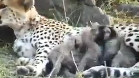 Lovely Family Love: baby animal play with their mother