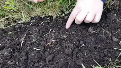 HomeGrown Home with Michelle: Create a beautiful sunflower circle in your garden!