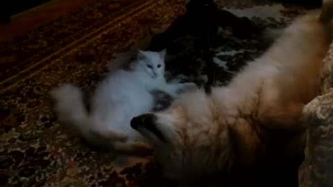 Battle of the fluffy pets: Cat vs dog play-fight!