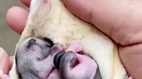 Ever Seen Cute Baby Sugar in Mother's Pouch? ❤️❤️