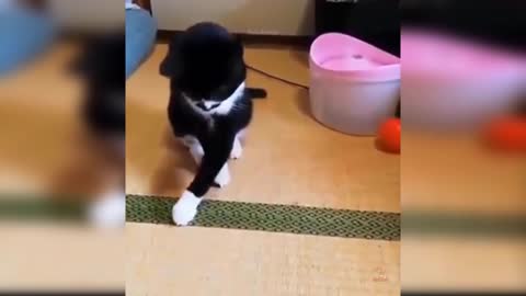 Cat try to play with ball