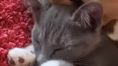 Adorable Cat Covers Dog's Ears While Sleeping! Heartwarming Animal Friendship