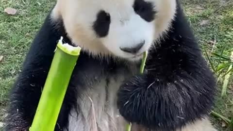 Panda eating sugarcane | cute panda