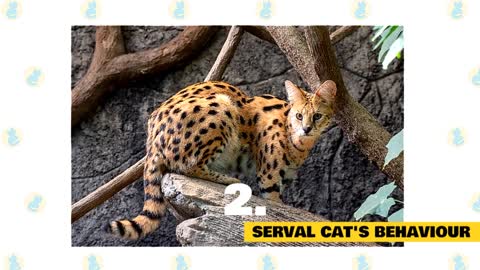 Serval Cats 101 : Fun Facts & Myths