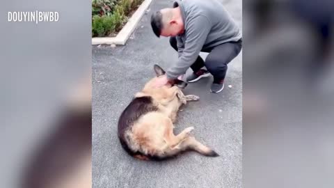 Ex-police dog reunion with his trainer.