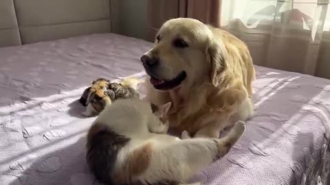 Mother Cat told her kittens that the golden retriever was safe for them