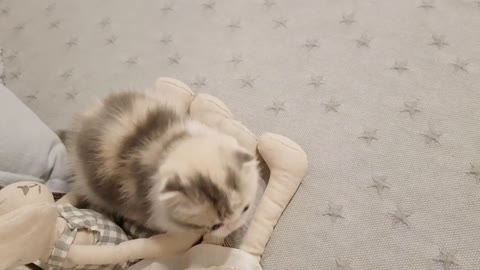 cute kitten videos short leg-cat