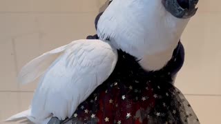 Cockatoo Catwalk Show