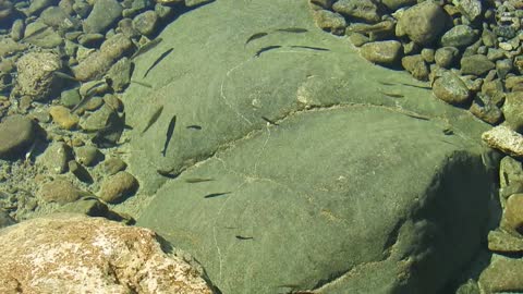 Small fish in fresh water