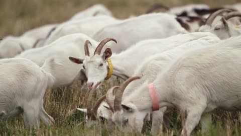 Herd Of Goats Grazes On The Lawn. Animals Chew Grass