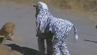 Pranking Lions Gone Wrong
