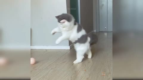 Cute cats playing 😺