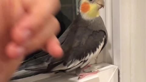 Cockatiel plays and imitates sounds in an awesome way