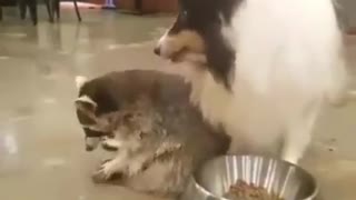 Dog and raccoon eating together in one plate