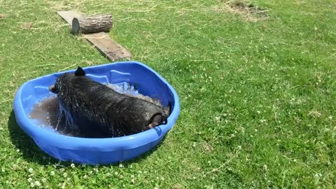 Happy Pig Plays in Pool