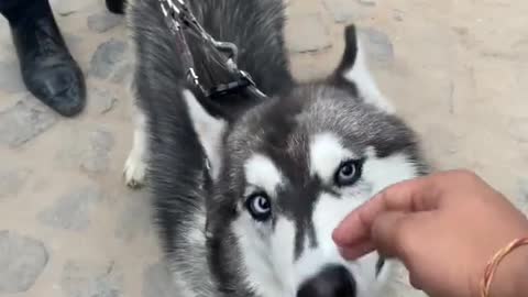 Imported husky puppy in India