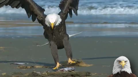 The Eagle has Landed - Super Slow Motion