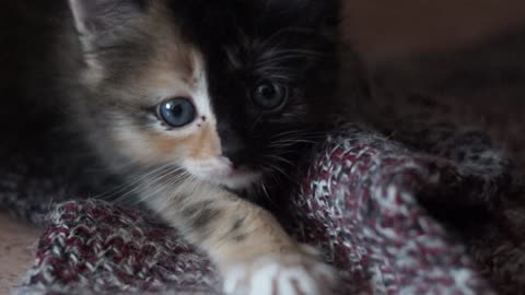Curious kitten)