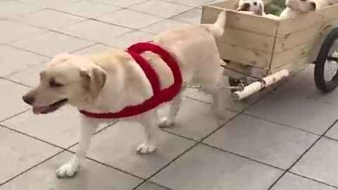 Funny dog moments