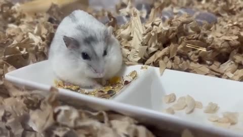 【ハムスター】数ヶ所にご飯を隠しすジャンガリアンハムスター【4K】Djungarian hamster hides food in several places