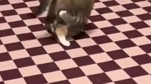 Funniest Cat And Dogs 😂 Funny Animal Videos