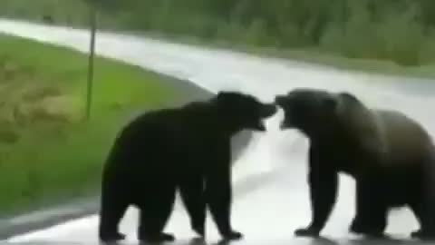 Grizzly vs Grizzly