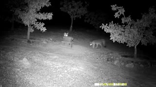 Two beautiful gray foxes