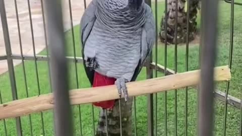 Adorable Beautiful parrot talking