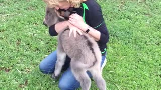Baby Donkey Craves Cuddles