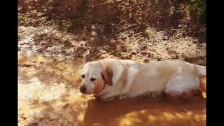 Sassy Retriever Loves Mud Puddles