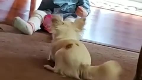 funny video of a dog and baby