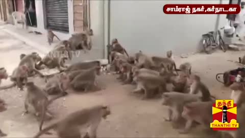 War Gang-War rare monkeys Bangalore funny rumble