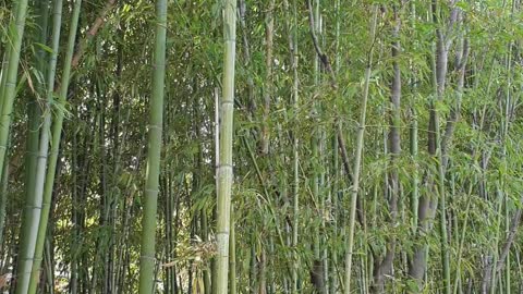 Bamboo forest in the park.