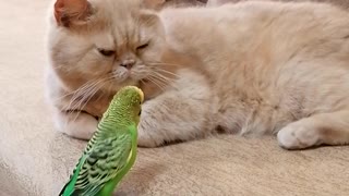 Кот и птица, милые животные #13