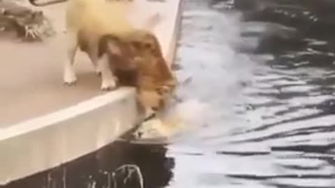 Lion slips and falls into water