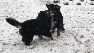 Crush & Summit Play in Snow