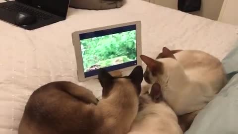 Concentrated cats watching a bird in the tablet screen