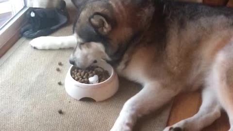 Diva dog won't eat until food is placed right in front of him