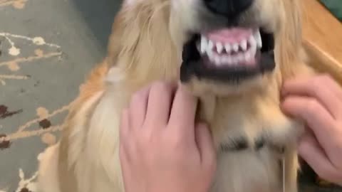 Scratches Make Dog Pull Strange Face