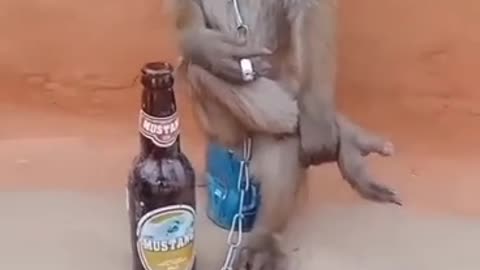 Monkey funny🤣🤣 videos