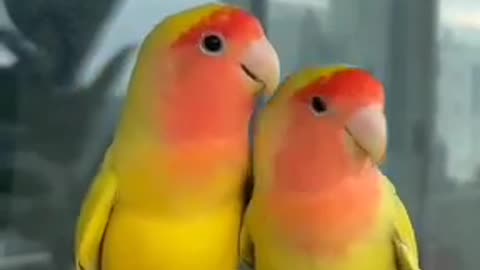 Littel bird or love
