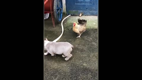 Chicken vs dog fight