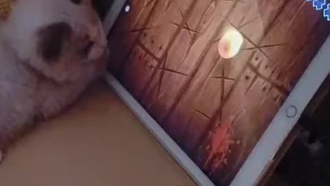 Funny Cute Cat Play Games on a Ipad!!!