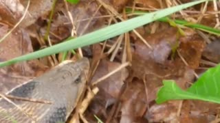 A puffer or blow snake encounter