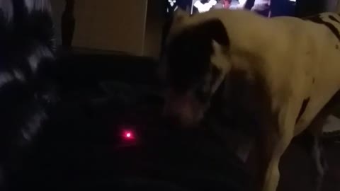 White dog tries to bit laser pen on black couch