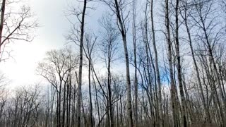 Guy Accidentally Drops Tree Onto Truck