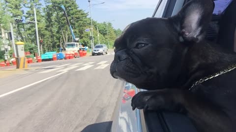 French Bulldog on the Drive