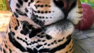 Jaguar ❤️❤️❤️